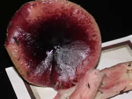 Russula queletii
