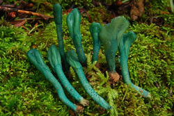Microglossum viride