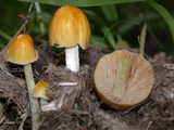 Bolbitius vitellinus