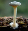 point reyes2